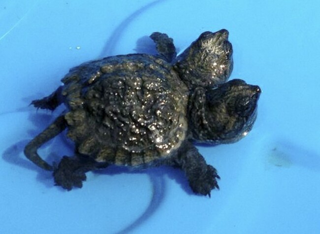 Two-Headed Turtle