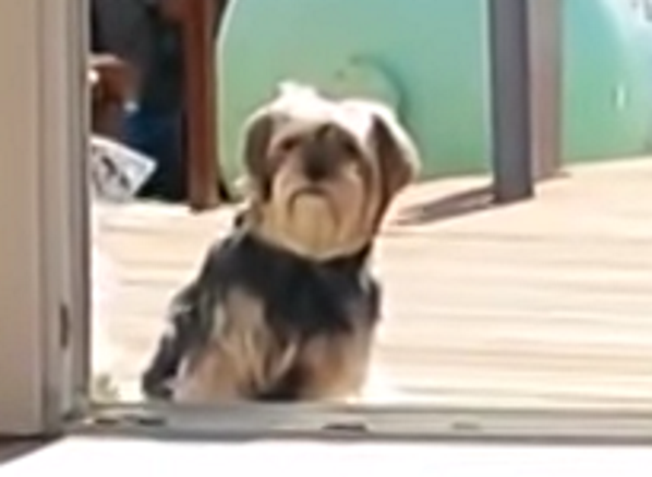 Omg You Wont Believe What They Did With This French Door Dog Door - jw56csa
