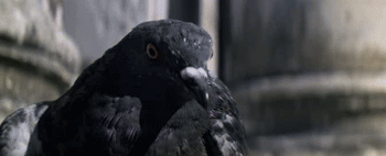 pigeon