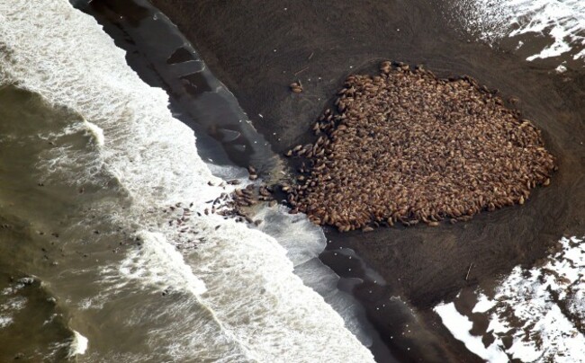 Pacific Walrus