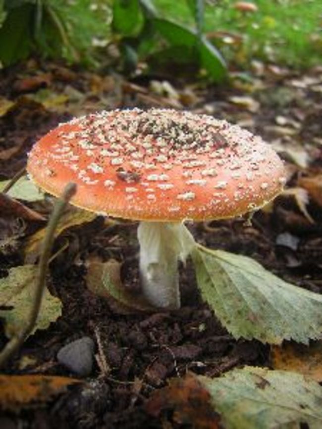 Muscaria2