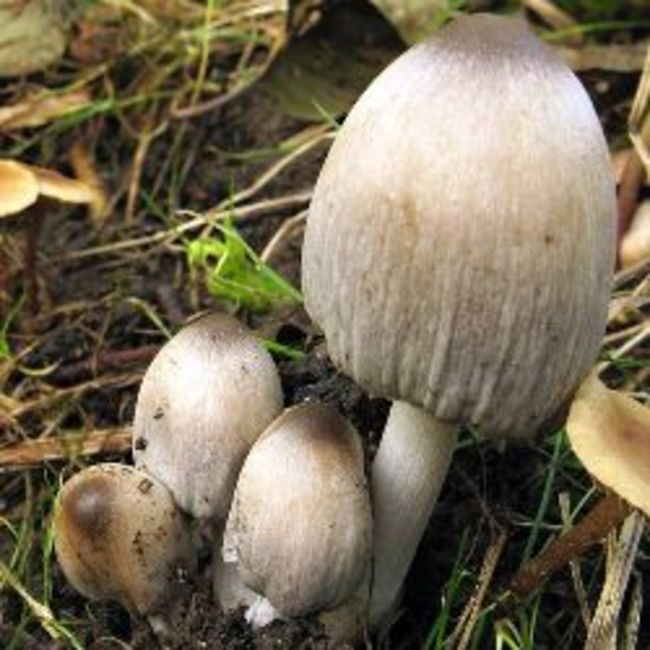 inkcap