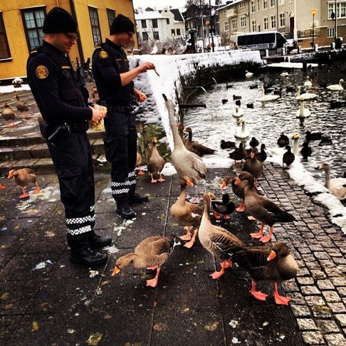 Fuglunum gefið brauð *feeding the birds* #lögreglan #police