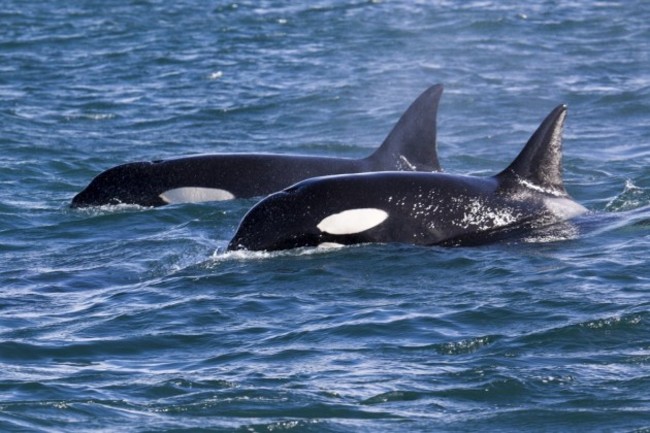 surprise-killer-whales-are-more-closely-related-to-dolphins-than-other-whales