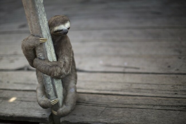 Brazil WCup Amazon Animals