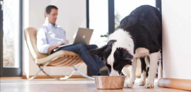 Hund-Mann-Laptop