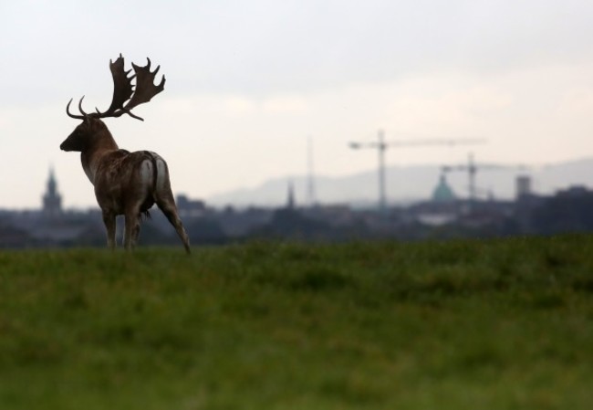 Fallow Deer