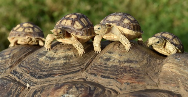 Baby tortoises at Lake District Wild Life Park