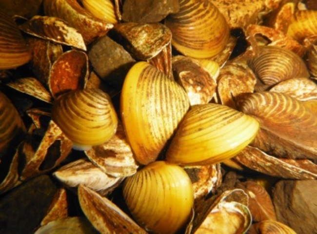 asian clam