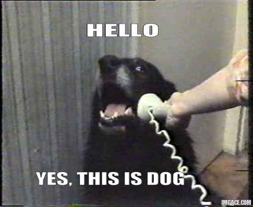 hello-yes-this-is-dog