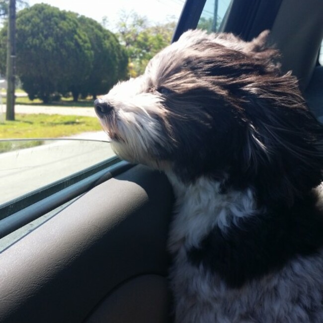 my dog enjoying some wind