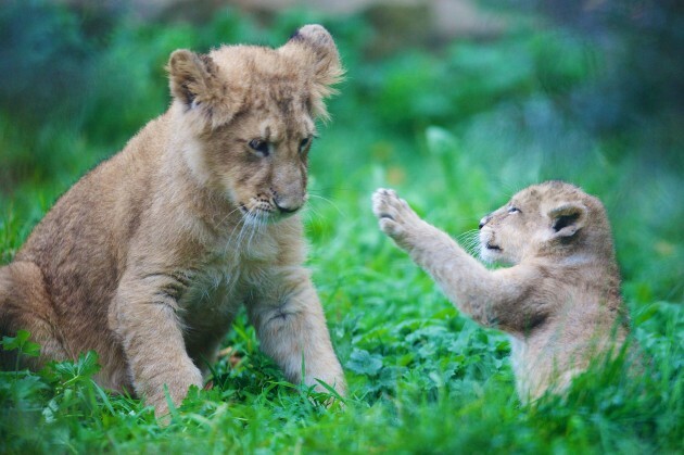 DublinZoo02