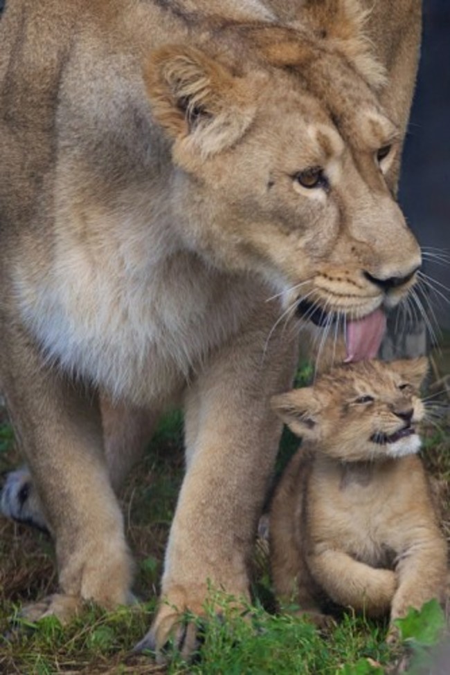 DublinZooLionCub09