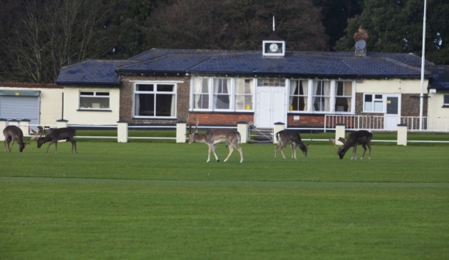 Phoenix Park Deer