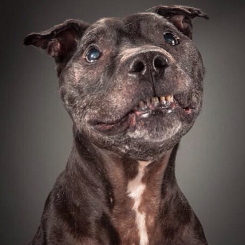 Hey folks meet Elmo, a 14yr old pitbull and the first old doggie I shot for the Old Faithful photo project. He's straight up grinning for his portrait. #oldfaithfulphoto #torontodogs #olddog #dogsofinstagram #dogstory #dogphotography
