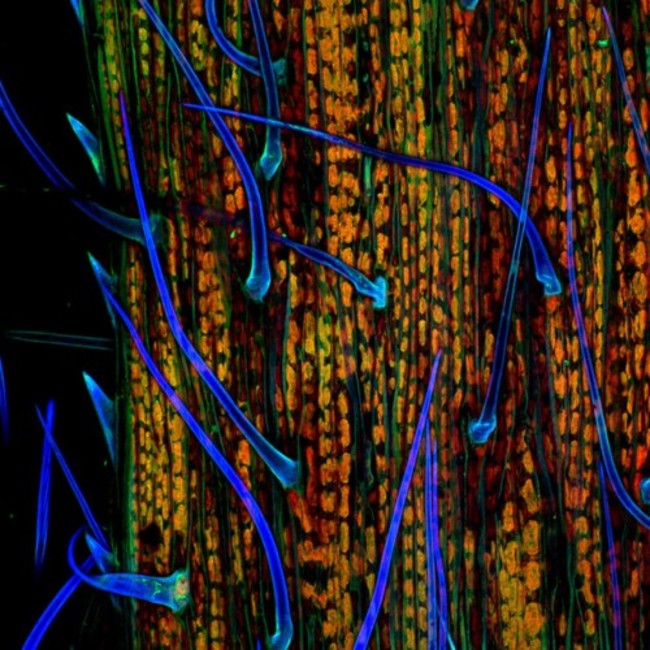 Entry_19171_Grass-Autofluorescence-200x