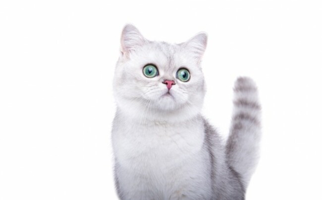 shutterstock_226911562