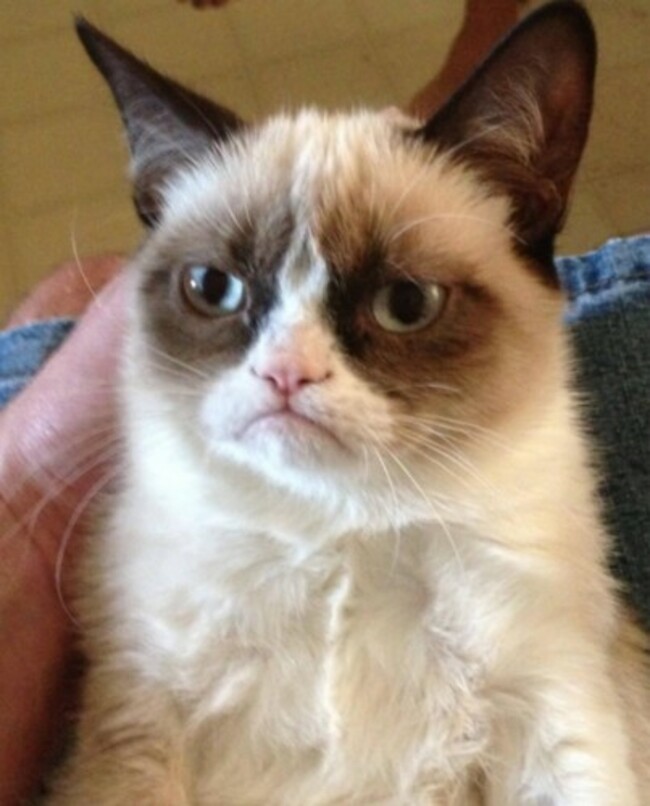 Grumpy_Cat