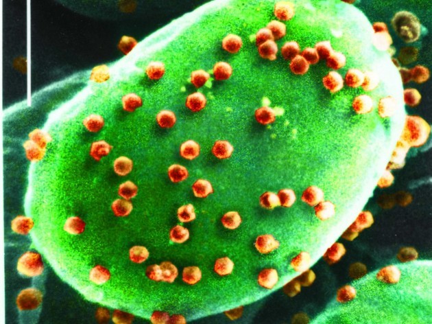 algae-virus-1