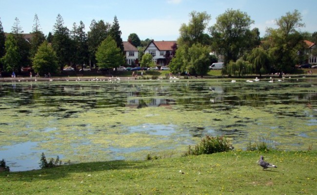 Algae on Roath Park Lake