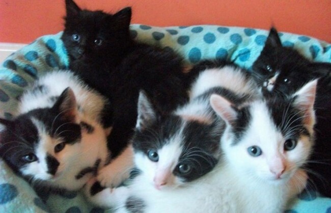 Cat of the Day - Lilly's kittens A beautiful ...