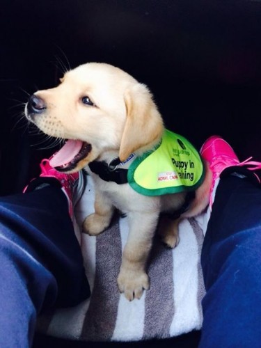 Quigley, puppy in training for The Irish... - Quigley, puppy in training for The Irish Guide Dogs for the Blind | Facebook