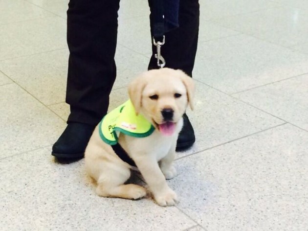 cork guide dogs