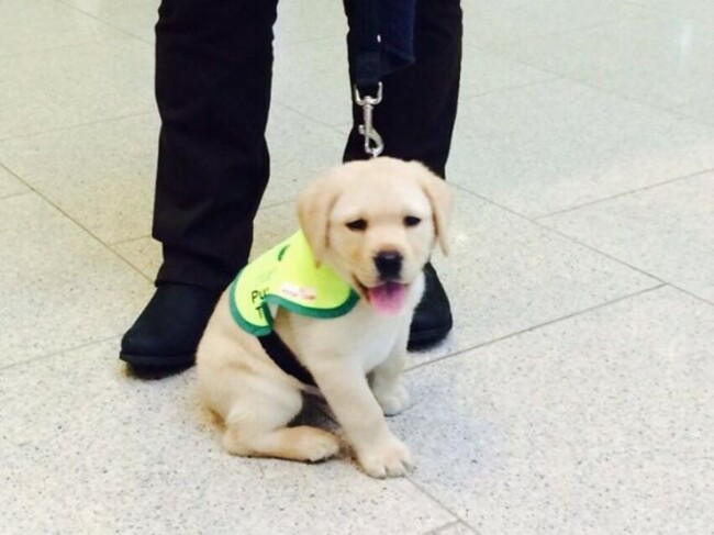 Quigley, puppy in training for The Irish... - Quigley, puppy in training for The Irish Guide Dogs for the Blind | Facebook