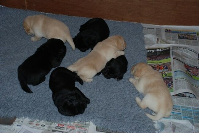 Quigley, puppy in training for The Irish... - Quigley, puppy in training for The Irish Guide Dogs for the Blind | Facebook