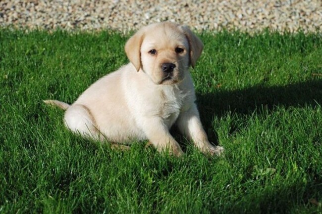 Quigley, puppy in training for The Irish... - Quigley, puppy in training for The Irish Guide Dogs for the Blind | Facebook