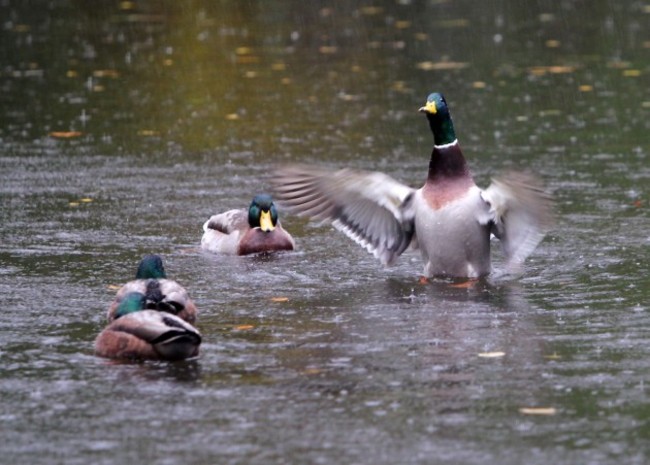 Dublin Weather Scenes. Pictured ducks