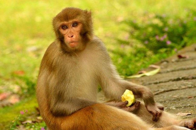 An_Indian_monkey_(bandar)_in_Malsi_Deer_Park_(photo_-_Jim_Ankan_Deka)