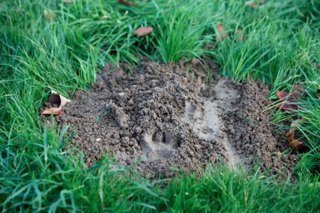 France Tiger on the Loose