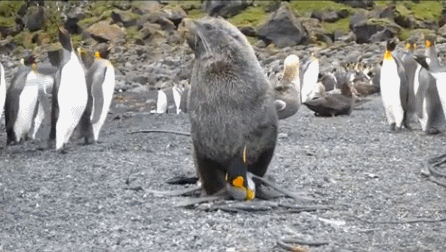 Seals are h에이브이ing. se♡ with penguins - and there are videos to prove it