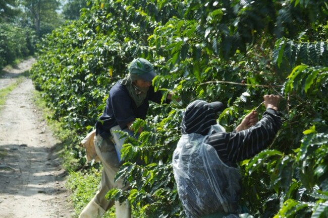 Colombia - Coffee Triangle 012 - coffee plantation tour