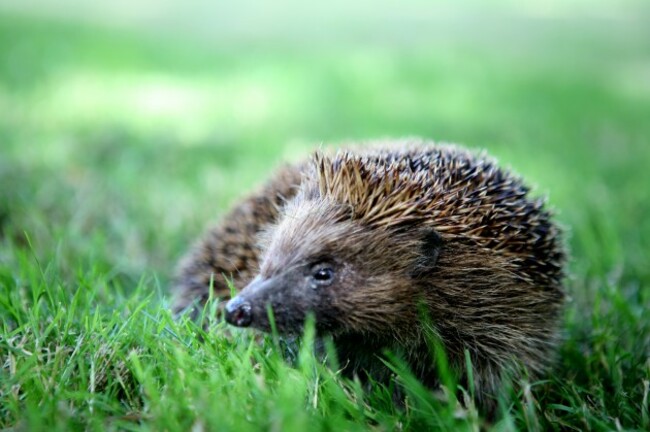 ISPCA Calendar 2015 Hedgehog