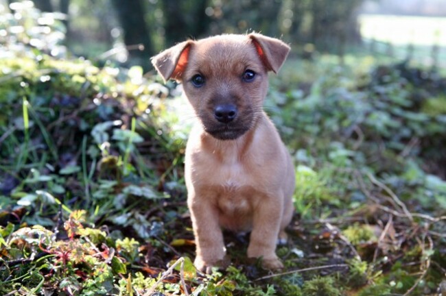 ISPCA Calendar 2015 Puppy