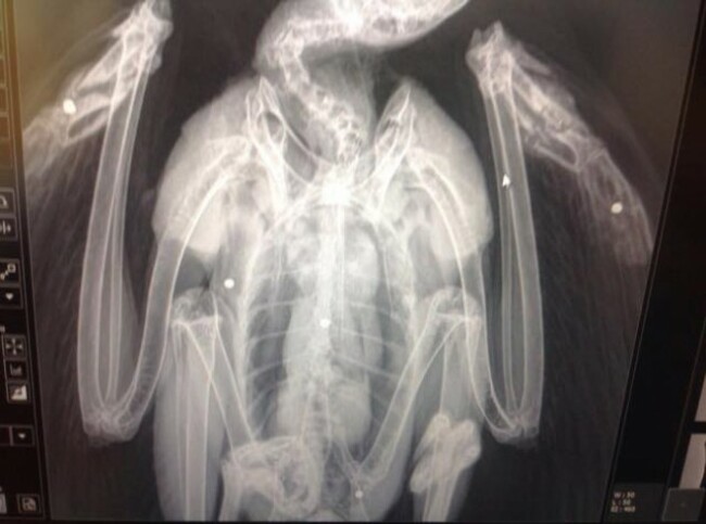 Buzzard Xray (Shot - 14th Nov 2014)