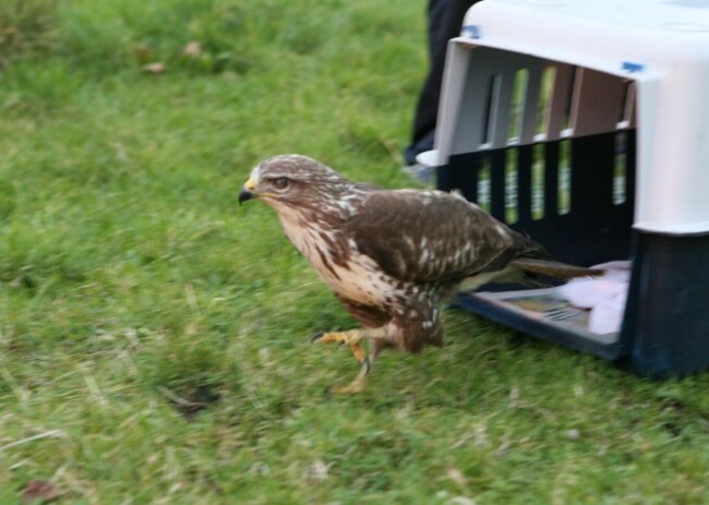 Buzzard3