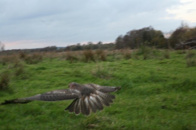 Buzzard5