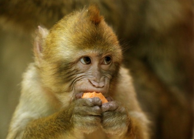 Gibraltar monkeys arrive at Blair Drummond