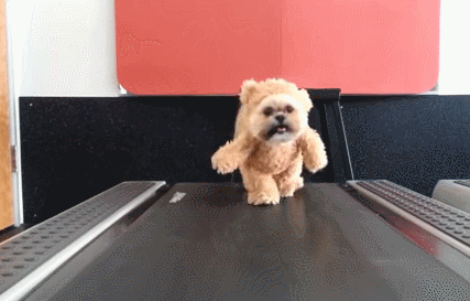 dog in teddy bear suit