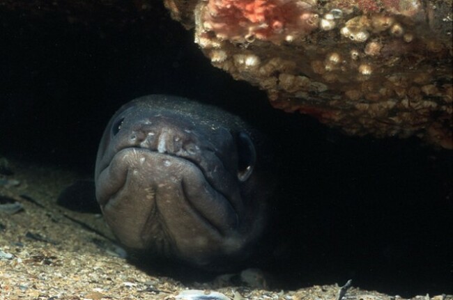 conger eel