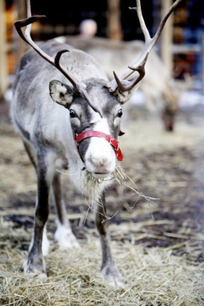 Lapland UK - Berkshire