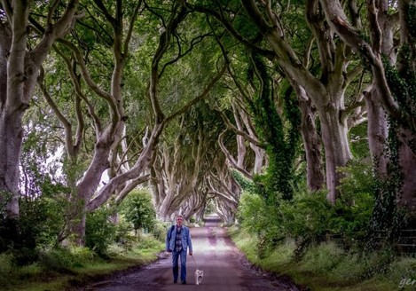 ?	Runner Up in the Adult Category of the 2014 National Heritage Week Photo Competion was Geraldine Coleman from Antrim with her image 'Dark Hedges' taken in Stanucom, Antrim