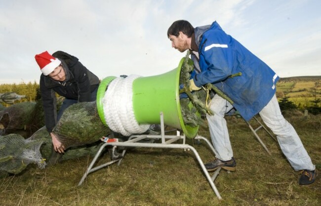 Harvesting Christmas Trees