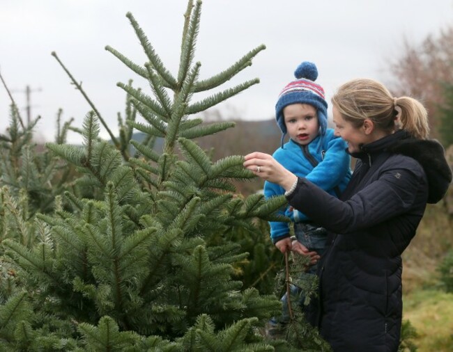 Collection Christmas Trees