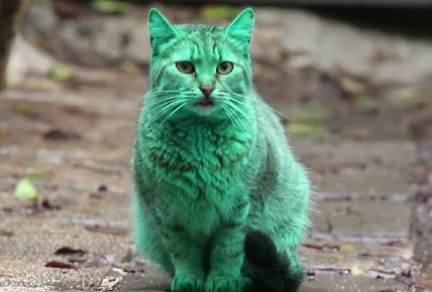 greencat