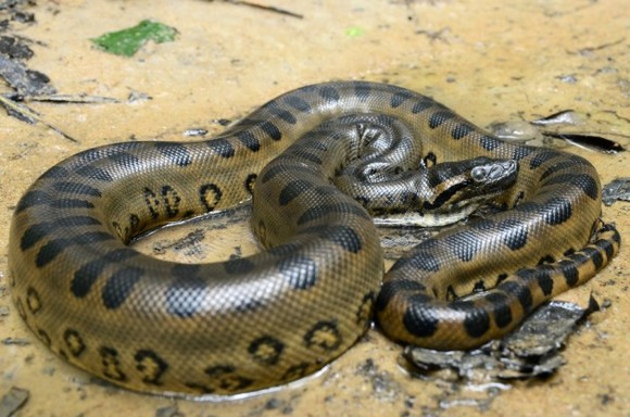 Scientist Offers To Be Eaten By Anaconda Freaks Out Right Before It