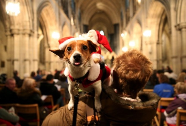 Peata Dog Carol Service - 2014